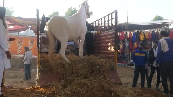 Pushkar Rajasthan India November 2019 Horse Unloading Transportation Truck — Video