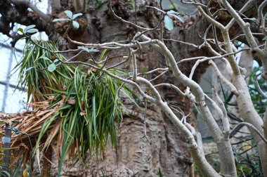 Bahçe 'de yabancı çöl bitkileri yetişiyor. Xerophytes veya çöl bitkileri, az sıvı suyu olan bir ortamda hayatta kalmak için adaptasyonları olan bir bitki türüdür..