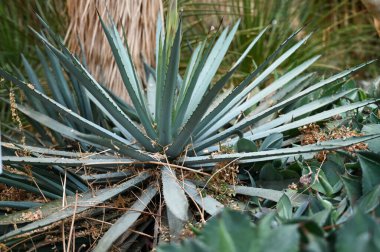 Bahçe 'de yabancı çöl bitkileri yetişiyor. Xerophytes veya çöl bitkileri, az sıvı suyu olan bir ortamda hayatta kalmak için adaptasyonları olan bir bitki türüdür..