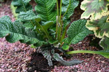 Bahçe 'de yabancı çöl bitkileri yetişiyor. Xerophytes veya çöl bitkileri, az sıvı suyu olan bir ortamda hayatta kalmak için adaptasyonları olan bir bitki türüdür..