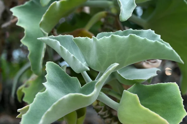 Cyphostemma Currorii Plant Ook Bekend Als Cobas Boom Boterboom Groeien — Stockfoto