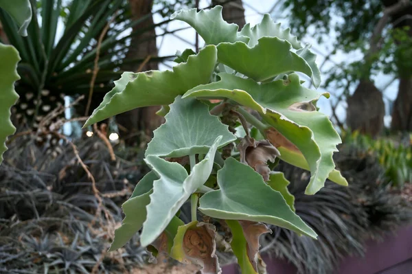 Cyphostemma Currorii Plant Also Known Cobas Tree Butter Tree Growing — Stock fotografie