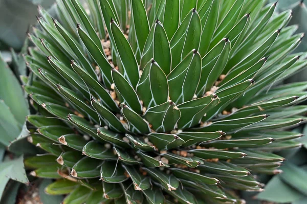 xerophyte desert plants growing in Garden. Xerophytes or desert plants is a species of plant that has adaptations to survive in an environment with little liquid water.