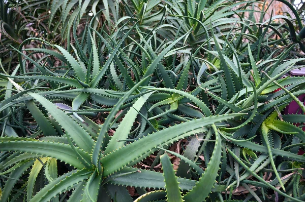 텃밭에서 자라는 초록빛 식물은 환경에서 살아남기 적응하는 식물의 일종이다 — 스톡 사진