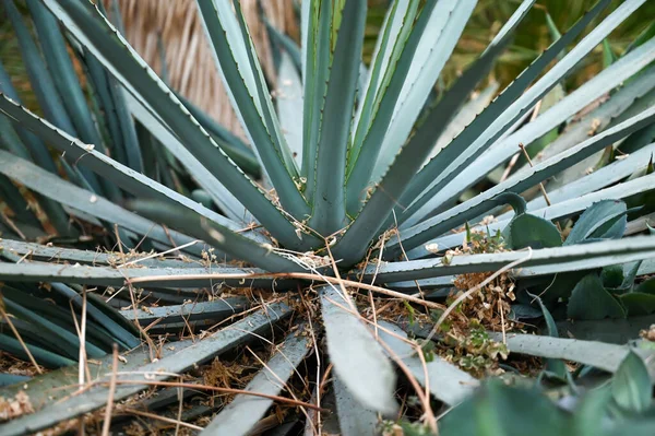 xerophyte desert plants growing in Garden. Xerophytes or desert plants is a species of plant that has adaptations to survive in an environment with little liquid water.