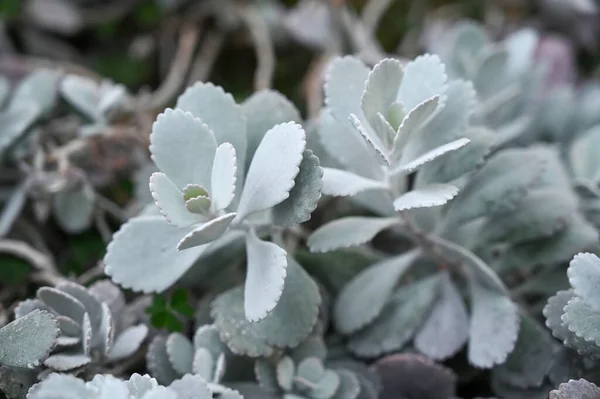 xerophyte desert plants growing in Garden. Xerophytes or desert plants is a species of plant that has adaptations to survive in an environment with little liquid water.