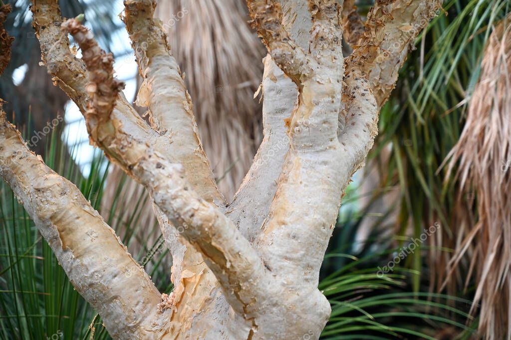 xerophyte desert plants growing in Garden. Xerophytes or desert plants