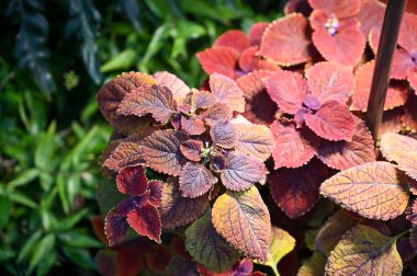 Bahçede yetişen Heuchera bitkisi. Heuchera, Saxifragaceae familyasından Kuzey Amerika 'ya özgü bir bitki cinsidir. Alüminyum ve mercan çanları yaygın isimlerdir.