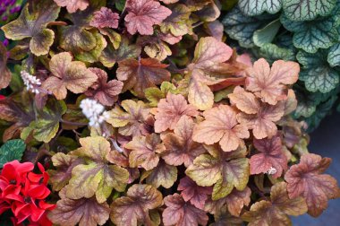 Heuchera plant growing in garden. Heuchera is a genus of largely evergreen perennial plants in the family Saxifragaceae, all native to North America. Common names include alumroot and coral bells. clipart