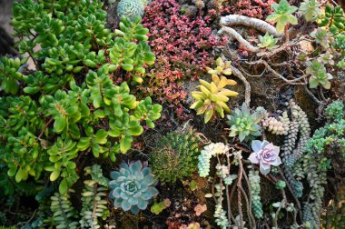 Bahçede yetişen sulu bitkiler. Sulu bitkiler ya da sulu bitkiler, genellikle kurak iklimlerde ya da toprak koşullarında suyu muhafaza etmek için kalınlaşmış, etli ve tıkalı parçalı bitkilerdir..