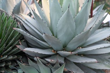 tiger jaws plant growing in garden. Tiger Jaws succulents, also known as Shark's Jaws, are Mesembryanthemums, or Mesembs, and belong to the family Aizoaceae.