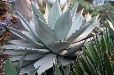 tiger jaws plant growing in garden. Tiger Jaws succulents, also known as Shark's Jaws, are Mesembryanthemums, or Mesembs, and belong to the family Aizoaceae.