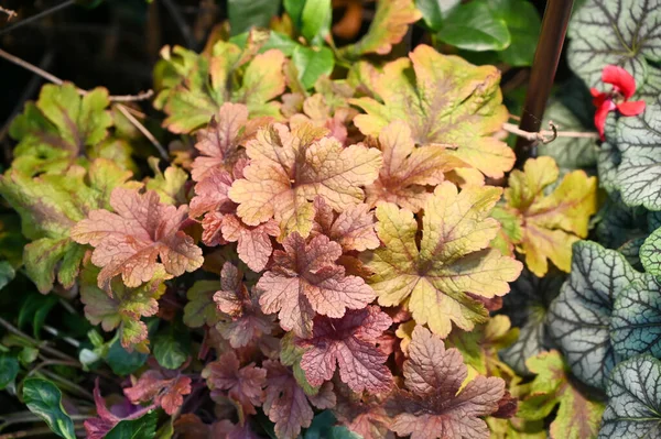 Heuchera Plant Growing Garden Heuchera Genus Largely Evergreen Perennial Plants — Stockfoto