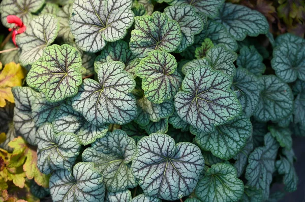 Heuchera plant growing in garden. Heuchera is a genus of largely evergreen perennial plants in the family Saxifragaceae, all native to North America. Common names include alumroot and coral bells.