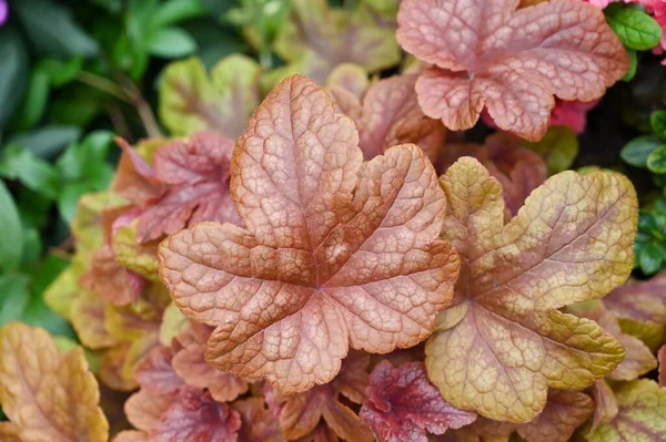 Heuchera plant growing in garden. Heuchera is a genus of largely evergreen perennial plants in the family Saxifragaceae, all native to North America. Common names include alumroot and coral bells.
