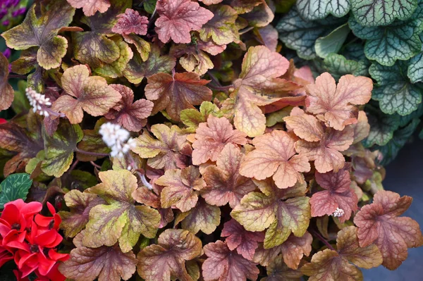 Heuchera plant growing in garden. Heuchera is a genus of largely evergreen perennial plants in the family Saxifragaceae, all native to North America. Common names include alumroot and coral bells.