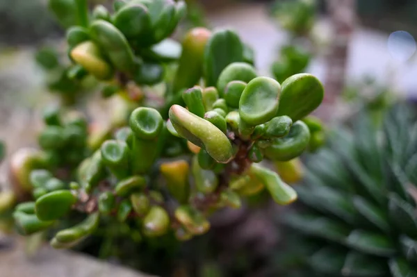 Succulent plants growing in garden. succulent plants, also known as succulents, are plants with parts that are thickened, fleshy, and engorged, usually to retain water in arid climates or soil conditions.