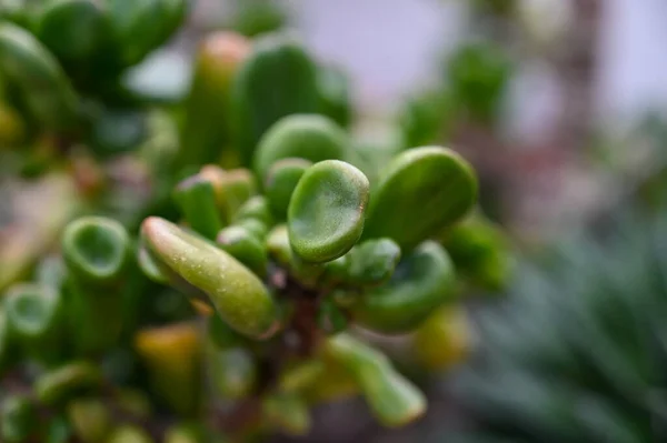 Succulent plants growing in garden. succulent plants, also known as succulents, are plants with parts that are thickened, fleshy, and engorged, usually to retain water in arid climates or soil conditions.