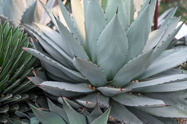tiger jaws plant growing in garden. Tiger Jaws succulents, also known as Shark's Jaws, are Mesembryanthemums, or Mesembs, and belong to the family Aizoaceae.