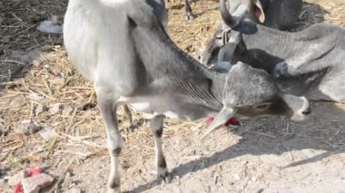 Cow itching by its leg. Cow in unhygienic place, scratching its neck area.