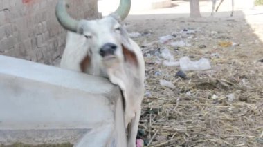 Cow itching by rubbing to a wall. Cow in unhygienic place, scratching its neck area.