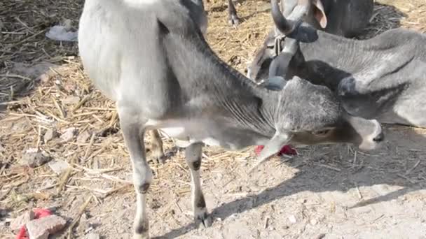 Cow Itching Its Leg Cow Unhygienic Place Scratching Its Neck — 图库视频影像