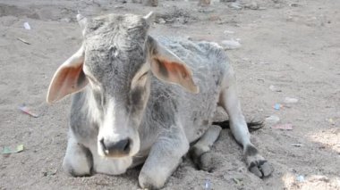 Indian Cow relaxing in field. Cow relaxing in countryside rural village town in india.