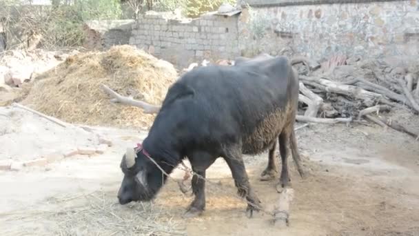 Black Water Buffalo Eating Grass Countryside Field Ground Domestic Water — ストック動画