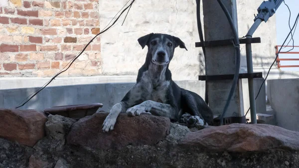 Indian Street Dog seated on a rocky wall in a town of india.