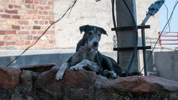 Indian Street Dog seated on a rocky wall in a town of india.