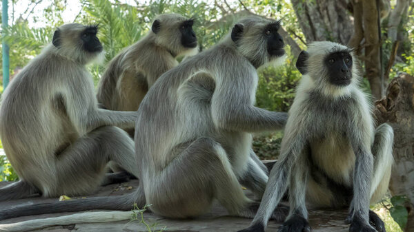 Langur grey monkeys in india seated in a garden park.
