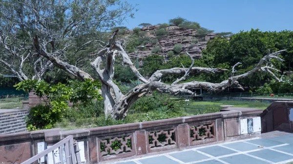 Beautiful old tree have big branch in garden park in india.