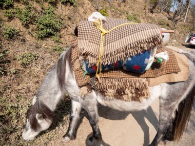 Mule or Pony at hill area in India carry luggage.