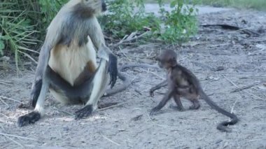 Langur baby monkey playing in park