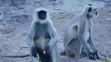 Langur monkey eating banana in park
