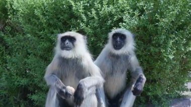 Langur monkey eating food in park