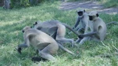 Langur monkeys playing, fighting with each other in park