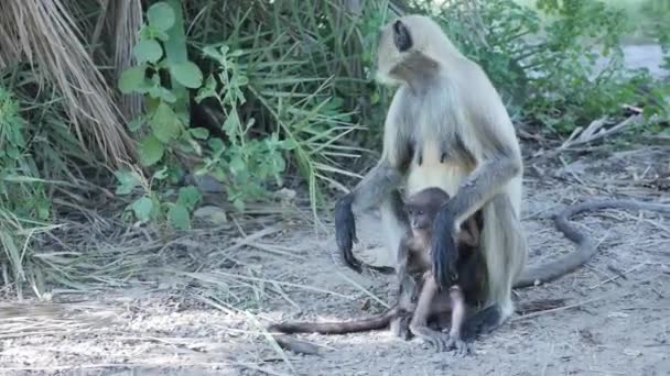 Langur Baby Monkey Playing Park — Stockvideo