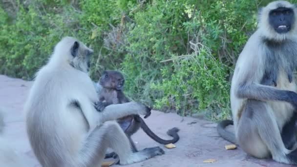 Langur Baby Monkey Playing Park — Stock Video
