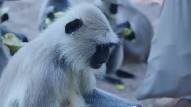Langur Monkey Eating Banana Park — Wideo stockowe