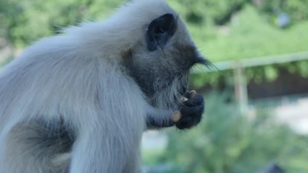 Langur Monkey Eating Peanuts Park — Video
