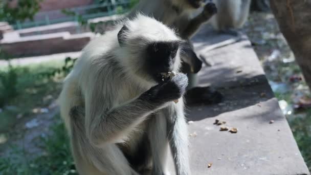 Langur Monkey Eating Peanuts Park — Video