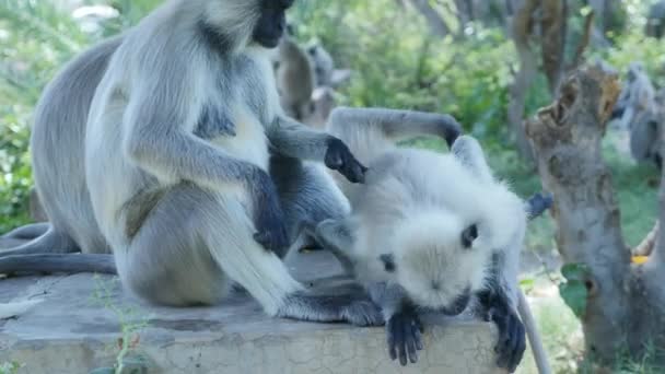 Langur Monkey Grooming Itching Cleaning Park — Stock Video