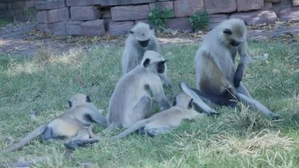 Langur Monkey Grooming Itching Cleaning Park — стоковое видео