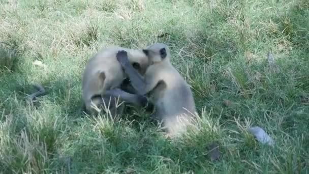 Langur Monkeys Playing Fighting Each Other Park — Αρχείο Βίντεο
