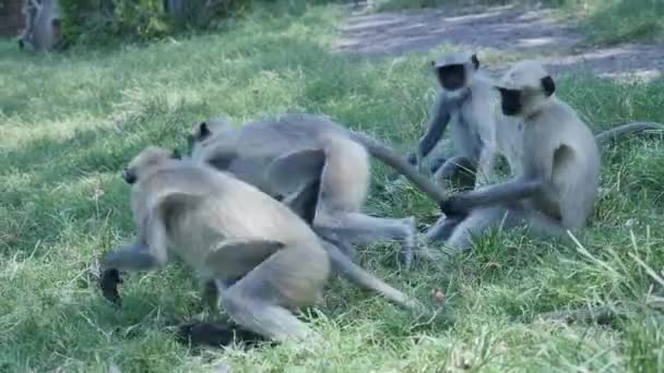 Langur Monkeys Playing Fighting Each Other Park — стоковое видео