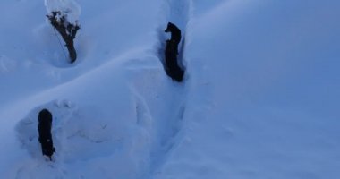 Dogs walking in snow filled valley.