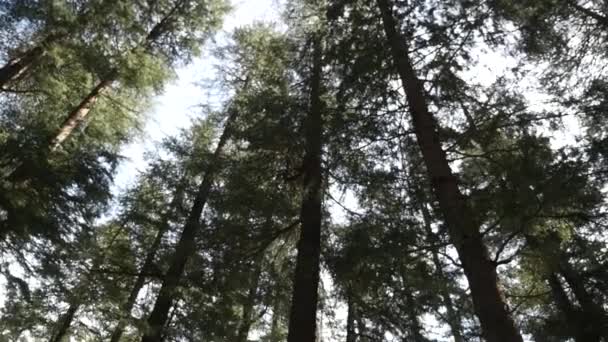 Deodar Tree Deodar Cedar Himalayan Cedar India — Stock video