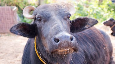 Çiftlikte oturan su bufalosu, yüzünü kapat. Siyah Hint su bufalosu