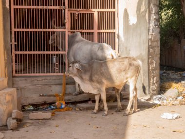 Hindistan Kırsal Köy Sokağı 'ndaki ev kapısının önünde inek var..